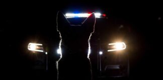 Silhouette of a police dog in front of a vehicle with emergency lights