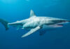 Great white shark swimming underwater.