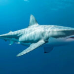 Great white shark swimming underwater.