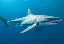 Great white shark swimming underwater.
