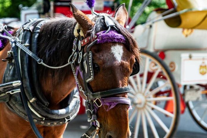 Rickshaw,Or,Horse-drawn,Carriage,Ride,In,Central,Park,,Which,Is two elegantly dressed women in formal hats sitting in a carriage