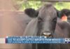 U.S. to once again accept cattle imports from Mexico