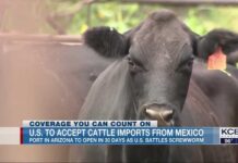 Flesh-Eating Threat—Border Reopens Anyway U.S. to once again accept cattle imports from Mexico