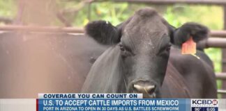 U.S. to once again accept cattle imports from Mexico