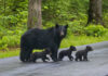 70-Pound Bear Attacks — Officials Move Fast Bear with three cubs walking on a paved road