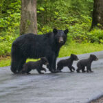 Bear with three cubs walking on a paved road