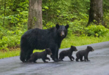 Bear with three cubs walking on a paved road