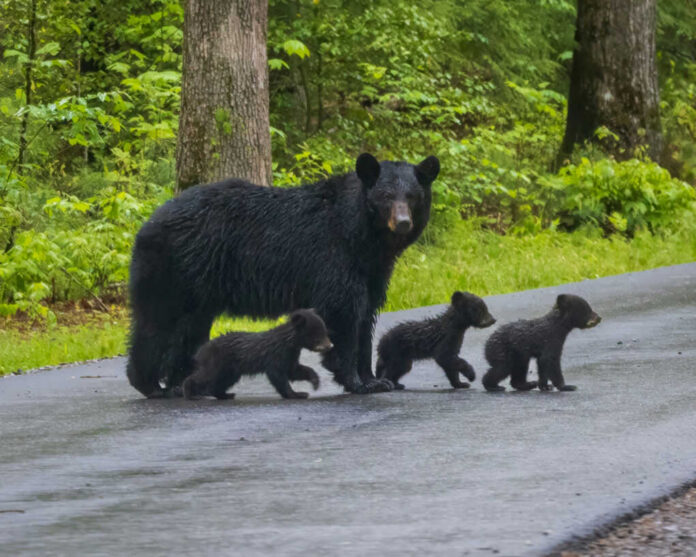 mother-black-bear-crosses-the-road2372273451jpg Bear with three cubs walking on a paved road