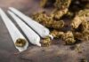 America’s New Daily Habit Isn’t Alcohol Three cannabis joints beside loose marijuana buds