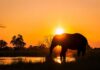 Robot Elephants Crash Sacred Rituals Silhouette of an elephant by a water body during sunset