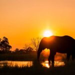 Silhouette of an elephant by a water body during sunset