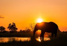 Silhouette of an elephant by a water body during sunset