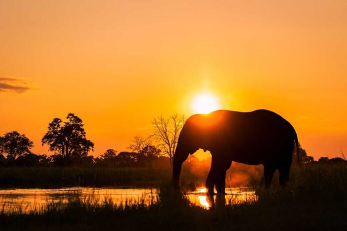 Silhouette of an elephant by a water body during sunset