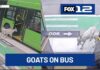 Fare Dodgers With Hooves Stun Portland G.O.A.T. bus riders: Portland owner steps forward after viral TriMet stunt
