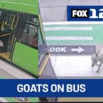 G.O.A.T. bus riders: Portland owner steps forward after viral TriMet stunt
