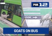 Fare Dodgers With Hooves Stun Portland G.O.A.T. bus riders: Portland owner steps forward after viral TriMet stunt