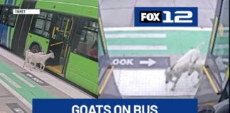 G.O.A.T. bus riders: Portland owner steps forward after viral TriMet stunt