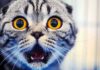Who Mailed This Cat’s Tail? Police Hunt Hull Pet Mutilator cat with wide amber eyes and open mouth