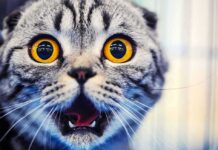 Who Mailed This Cat’s Tail? Police Hunt Hull Pet Mutilator cat with wide amber eyes and open mouth