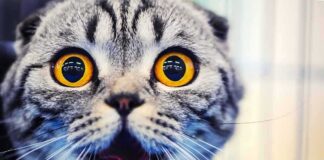 cat with wide amber eyes and open mouth