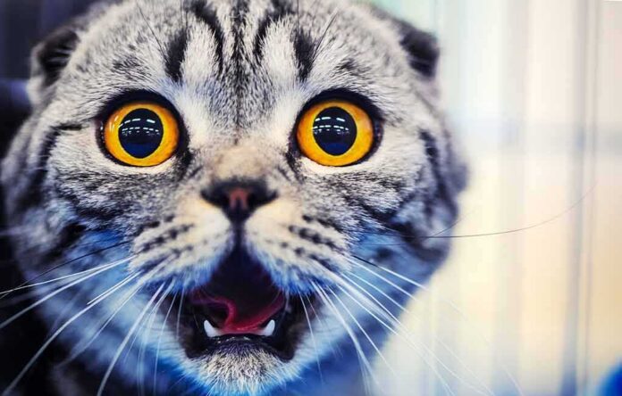 cat with wide amber eyes and open mouth