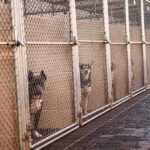 Dogs in chain-link kennels along a walkway