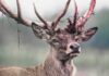 Red deer stag with shedding velvet on antlers