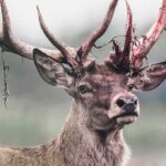 Red deer stag with shedding velvet on antlers