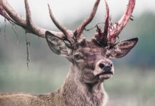 Night Patrol Leads to Grim Discovery Red deer stag with shedding velvet on antlers