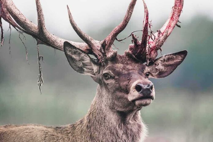 shutterstock_1165124308-1 Red deer stag with shedding velvet on antlers