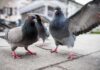 Pigeons on a city sidewalk with one bird spreading its wings