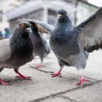 Pigeons on a city sidewalk with one bird spreading its wings