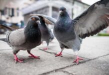 Birds Snub Women – Weird Bias Baffles Scientists Pigeons on a city sidewalk with one bird spreading its wings