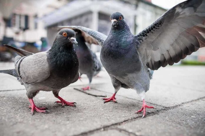 shutterstock_740808361 Pigeons on a city sidewalk with one bird spreading its wings